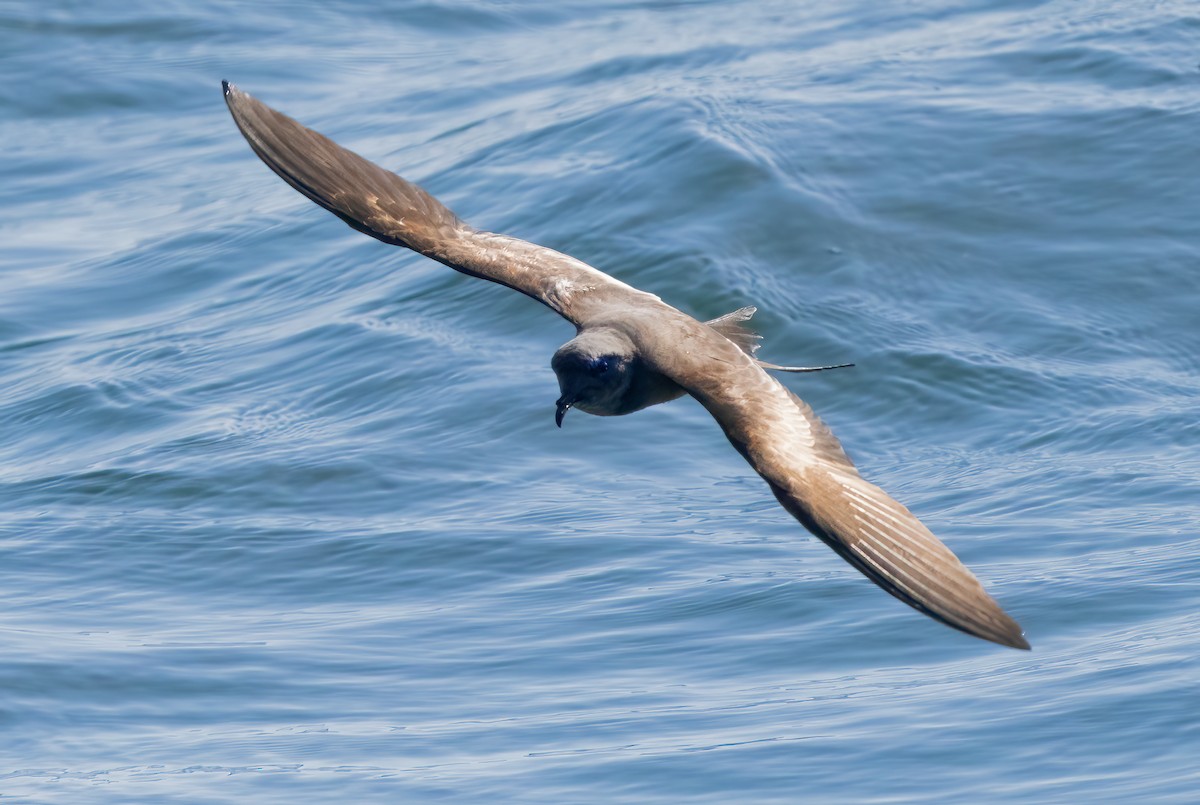 Ashy Storm-Petrel - Mark Chappell