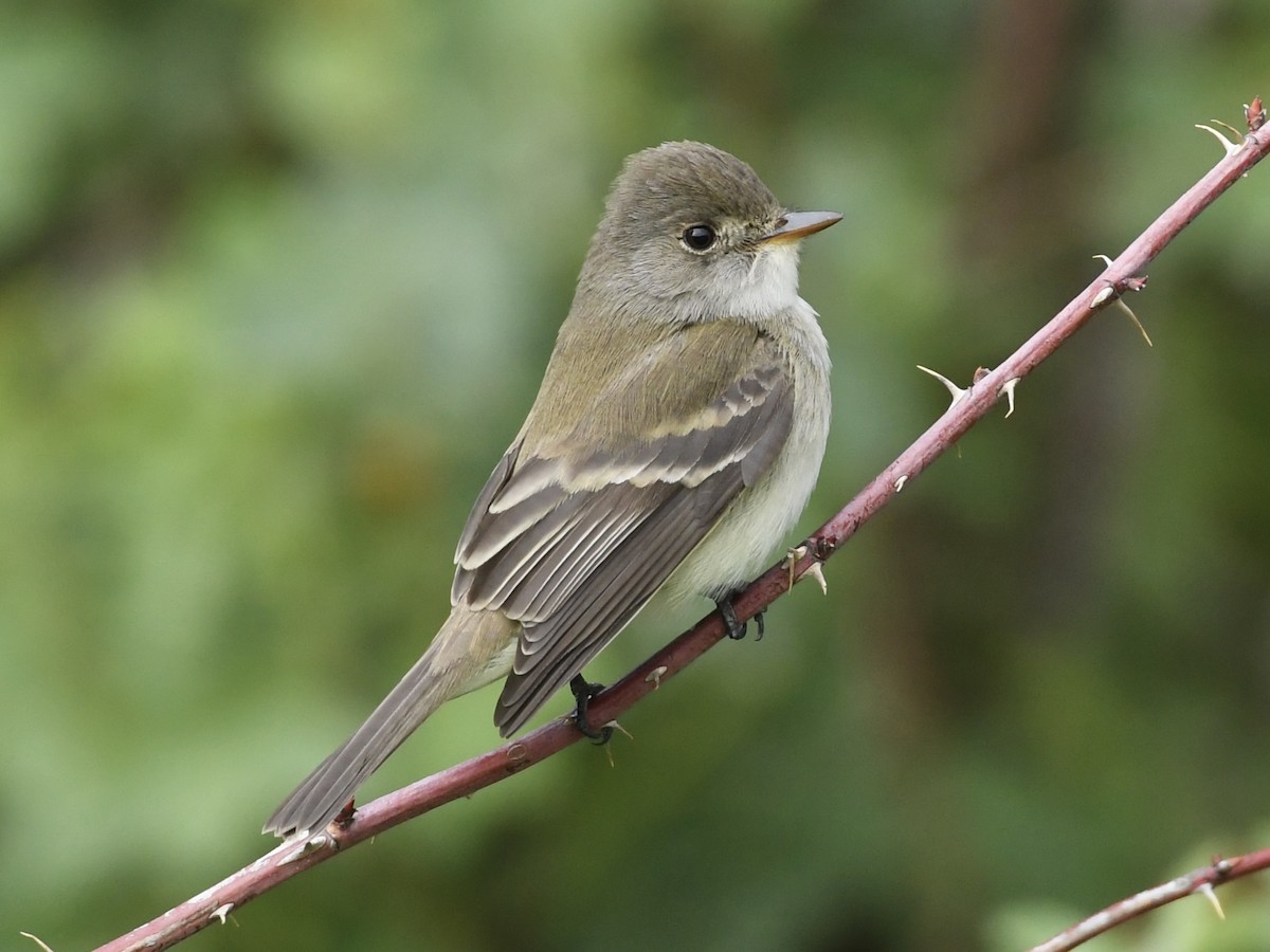 Willow Flycatcher - Kent Kleman