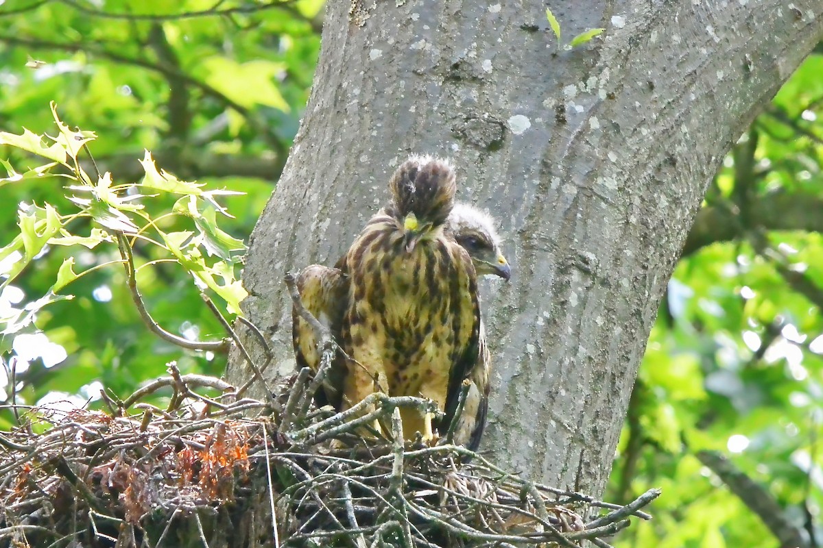 Red-shouldered Hawk - Seth Honig