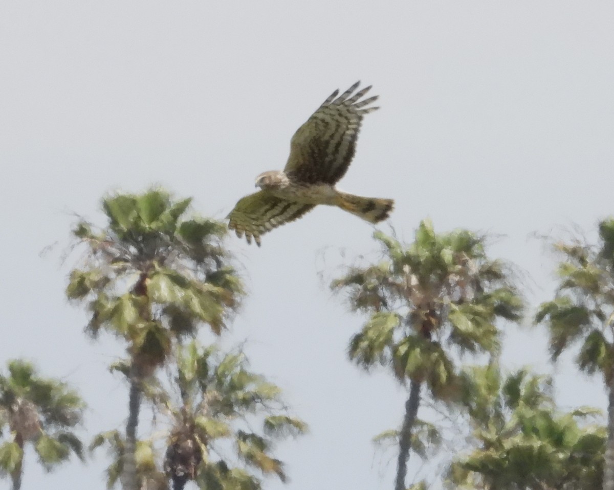 Northern Harrier - Roee Astor