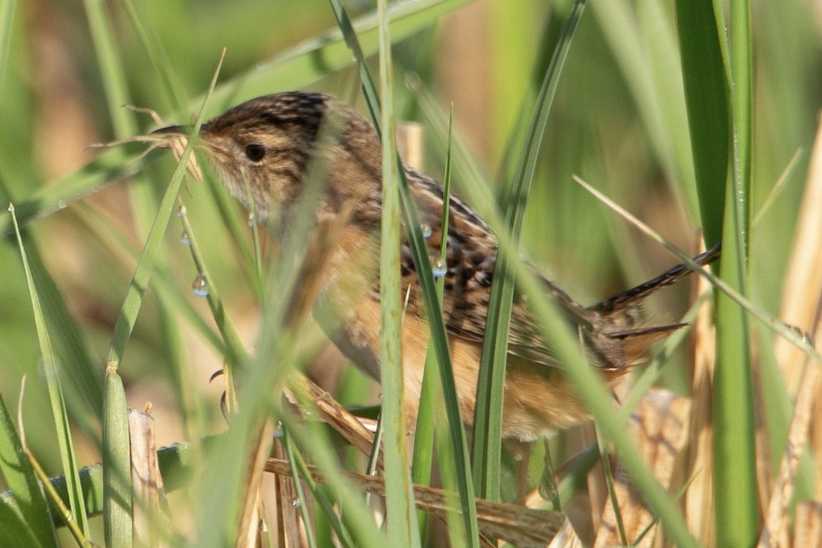 Sedge Wren - Natalie Queally