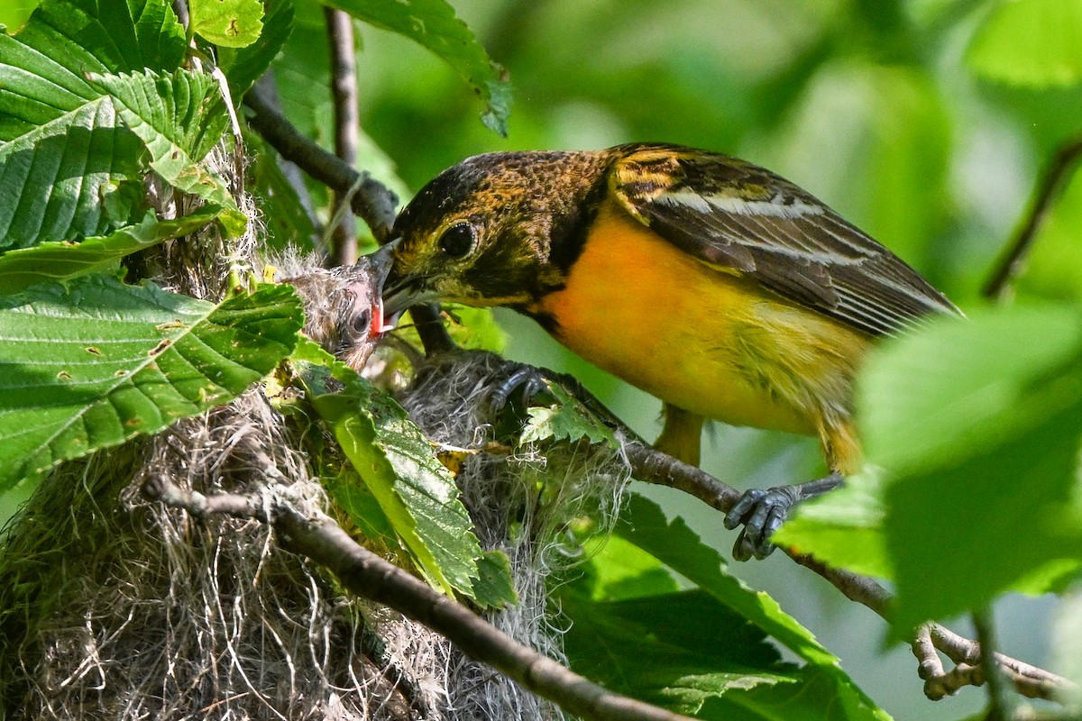 Baltimore Oriole - Nadine Bluemel