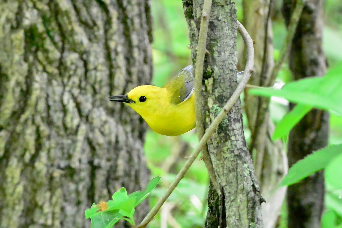 Prothonotary Warbler - Seth Honig