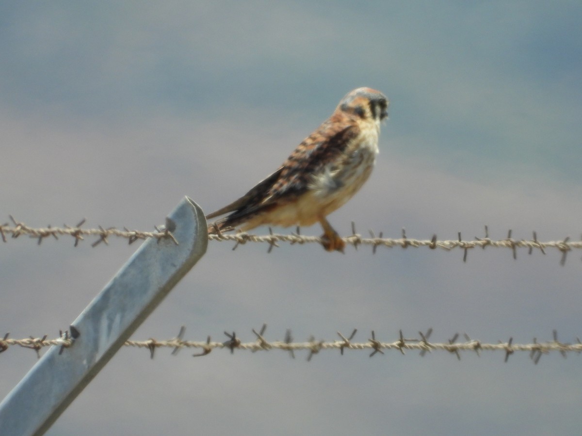 American Kestrel - Roee Astor