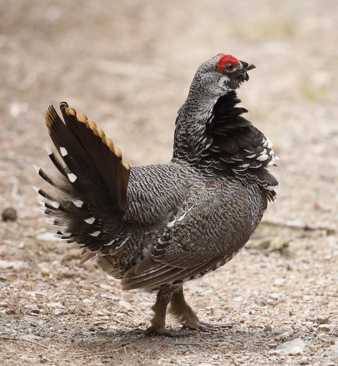 Spruce Grouse - Charles Fitzpatrick