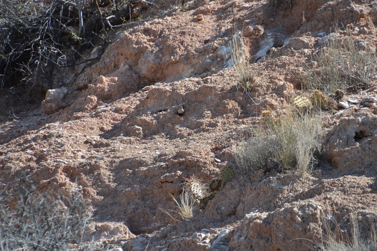 Rock Wren - Corinna Rostrom