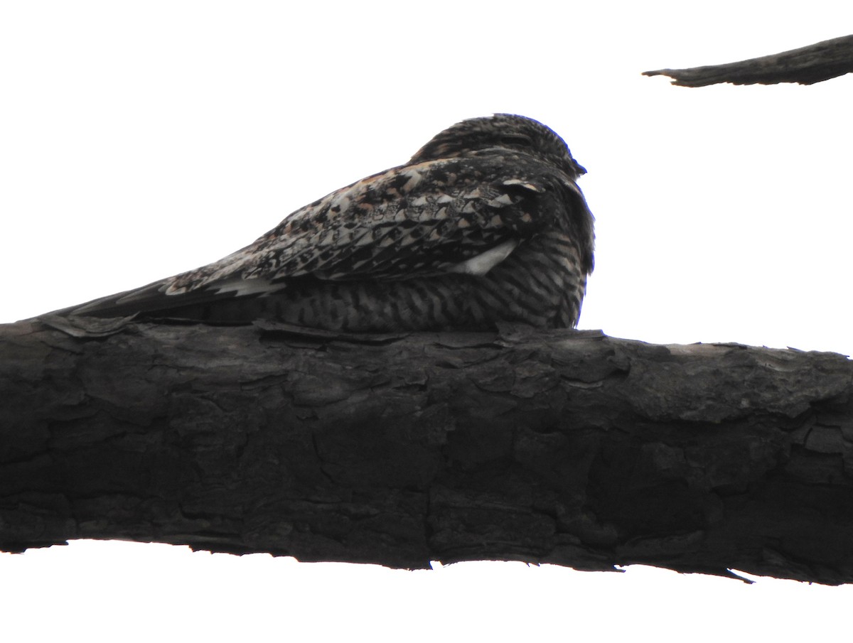 Common Nighthawk - Anna Stalcup