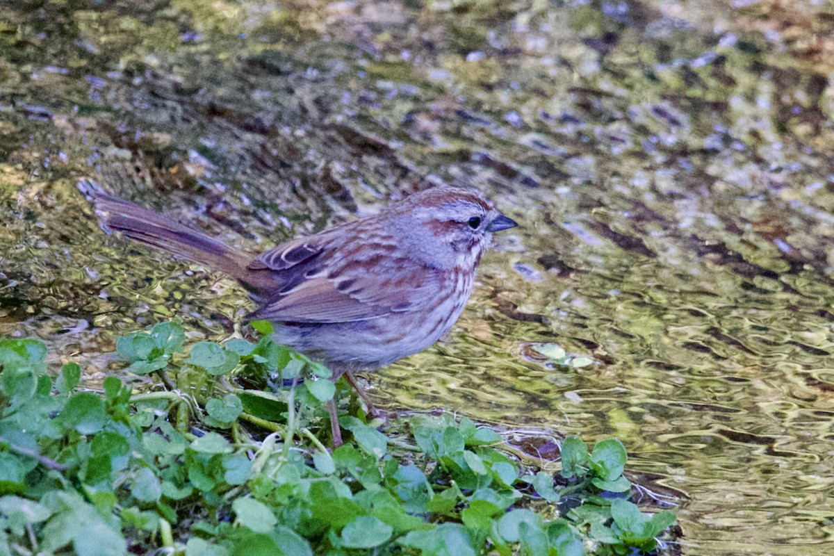 Song Sparrow - Robert Snider