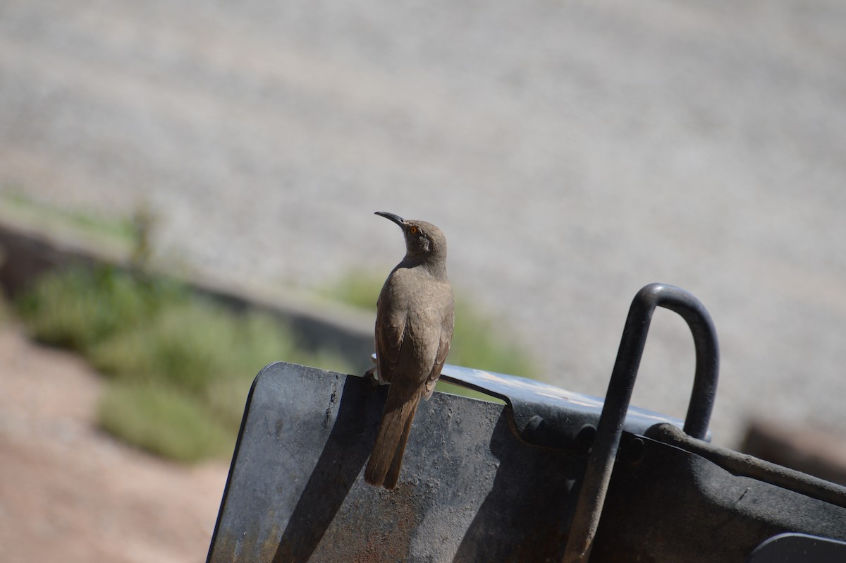 Curve-billed Thrasher - Corinna Rostrom