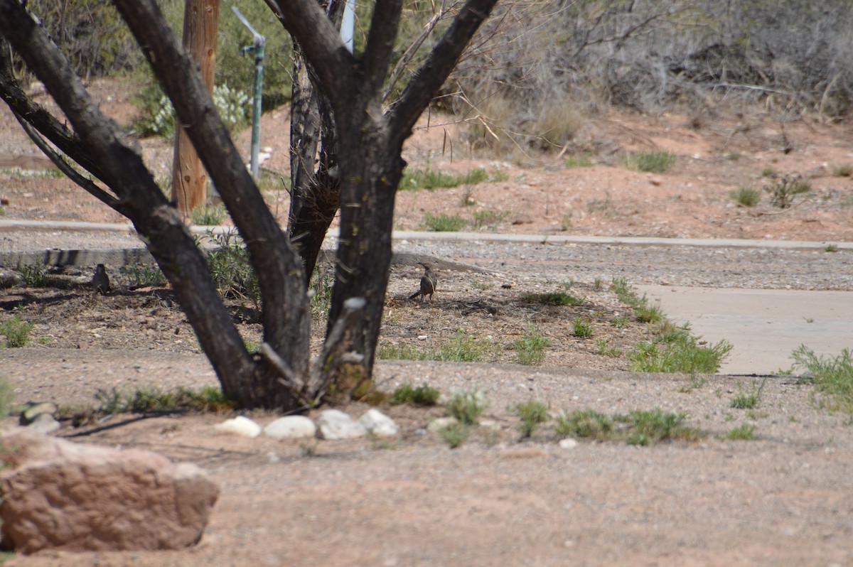 Curve-billed Thrasher - Corinna Rostrom