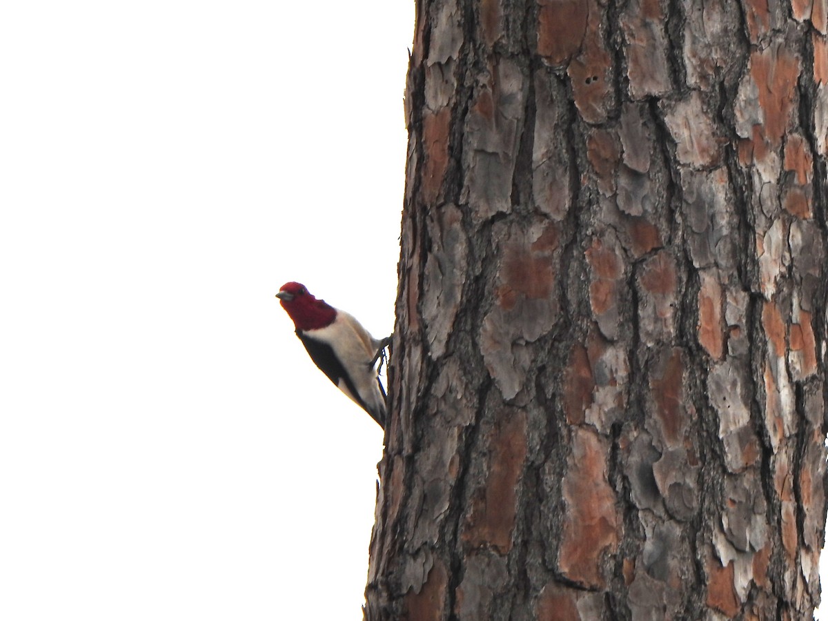 Red-headed Woodpecker - Anna Stalcup