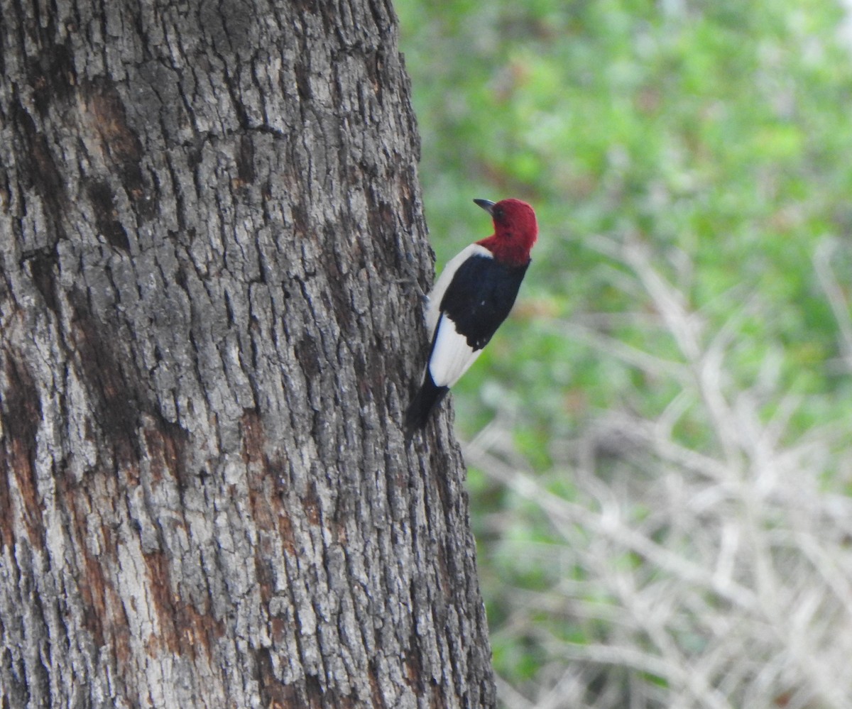 Red-headed Woodpecker - Anna Stalcup