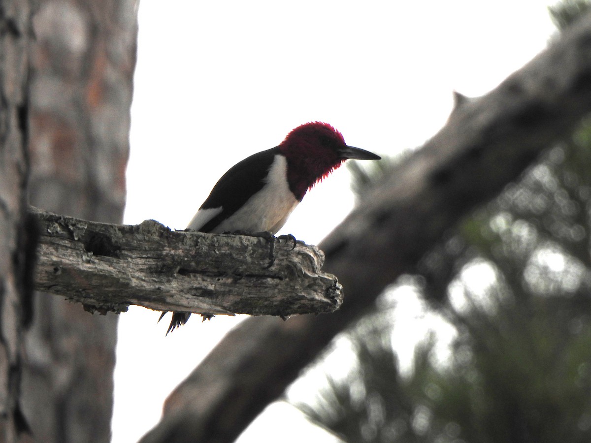 Red-headed Woodpecker - Anna Stalcup