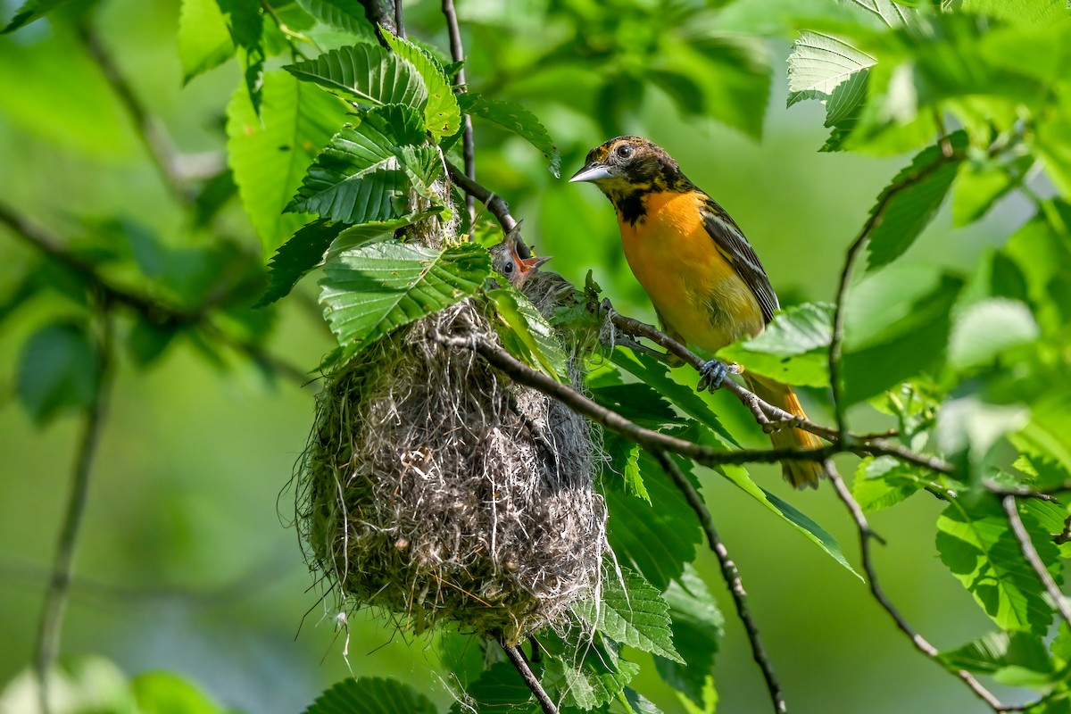 Baltimore Oriole - Nadine Bluemel