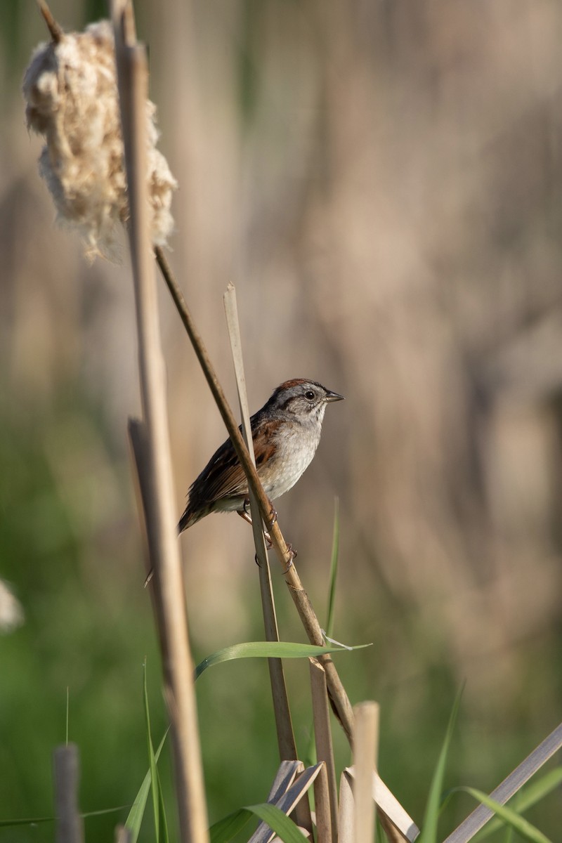 Swamp Sparrow - Natalie Queally