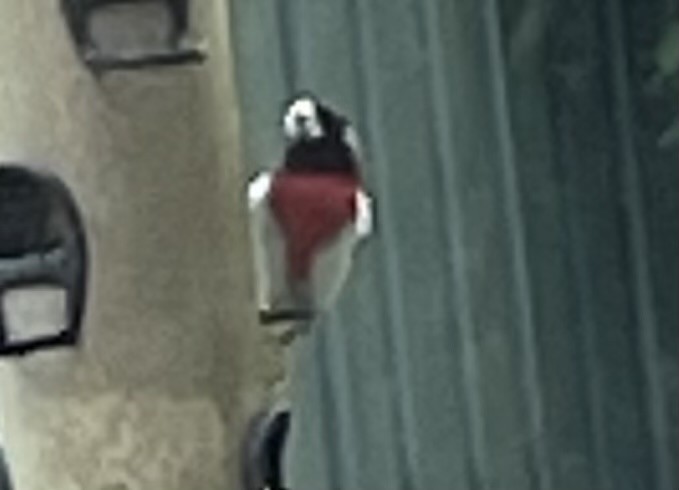 Rose-breasted Grosbeak - Ron Cain