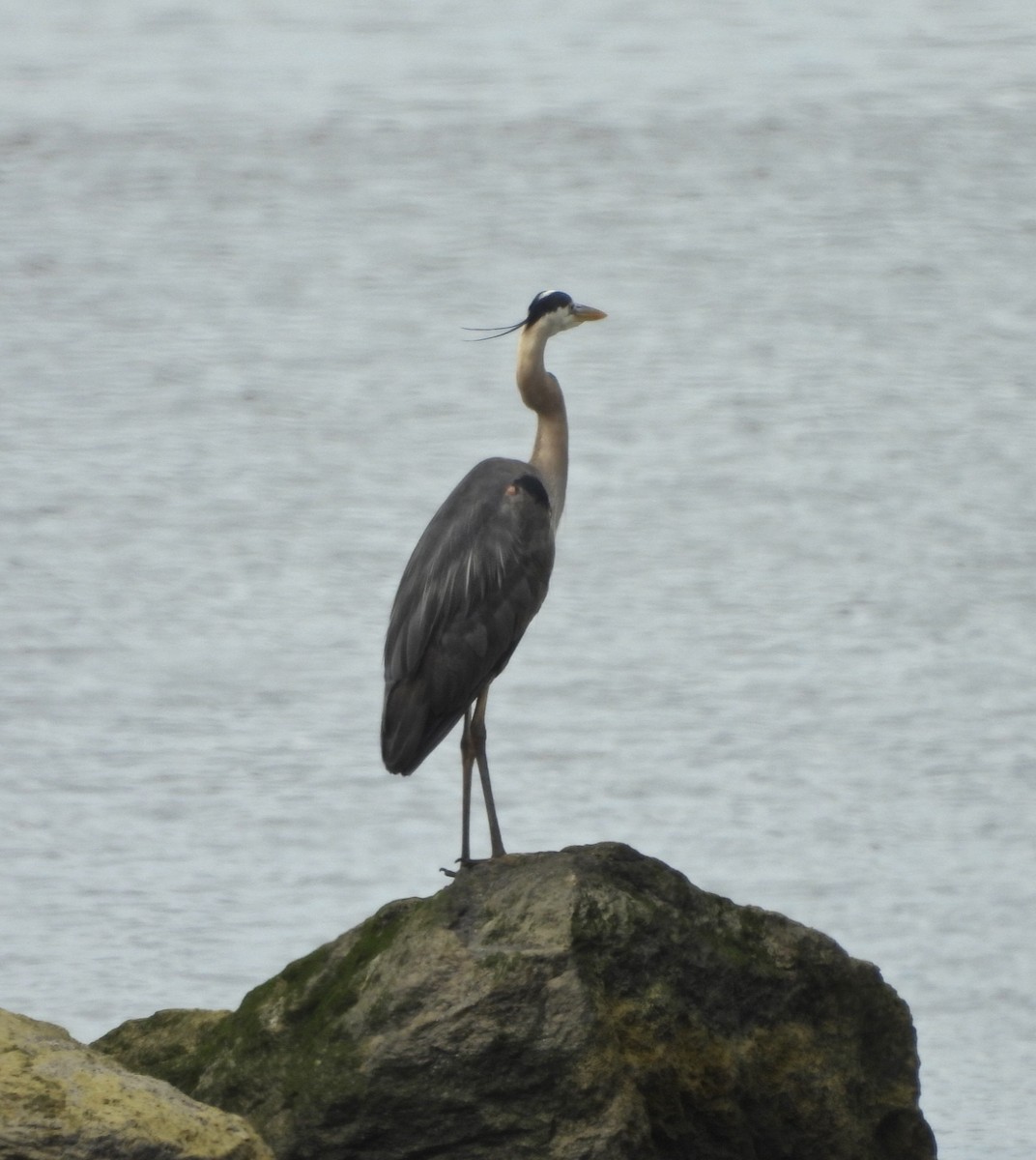 Great Blue Heron - Jay Luke