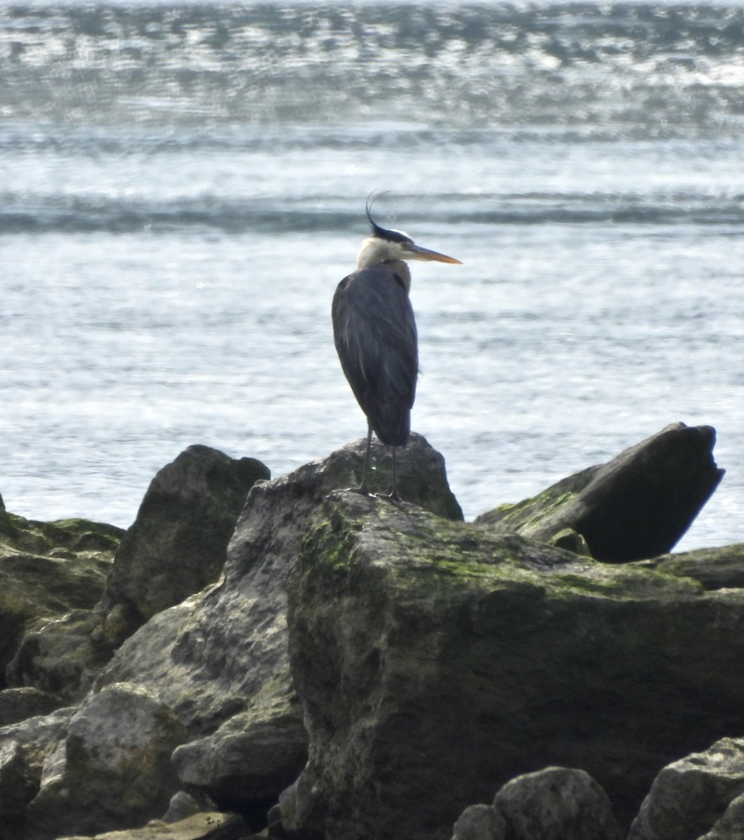 Great Blue Heron - Jay Luke