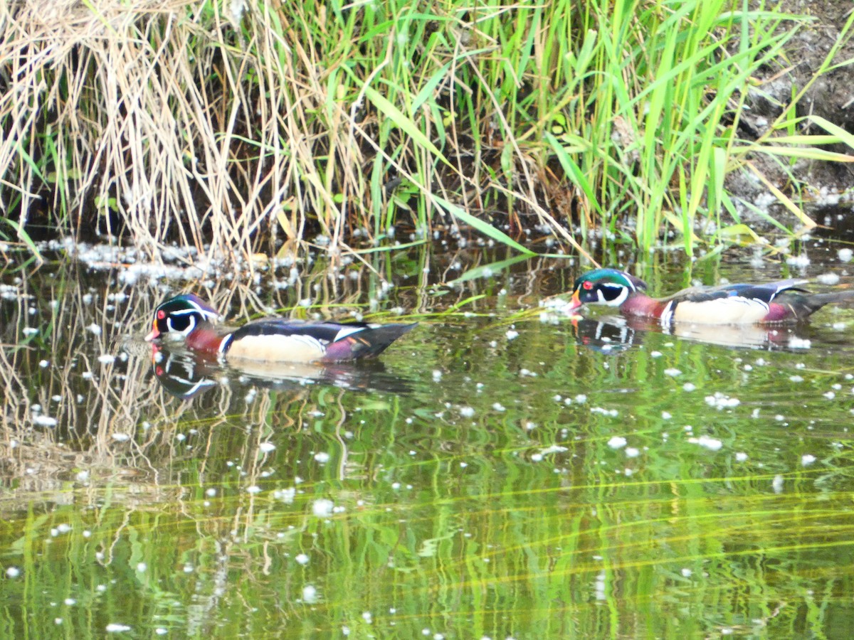 Wood Duck - Aldrin Leung