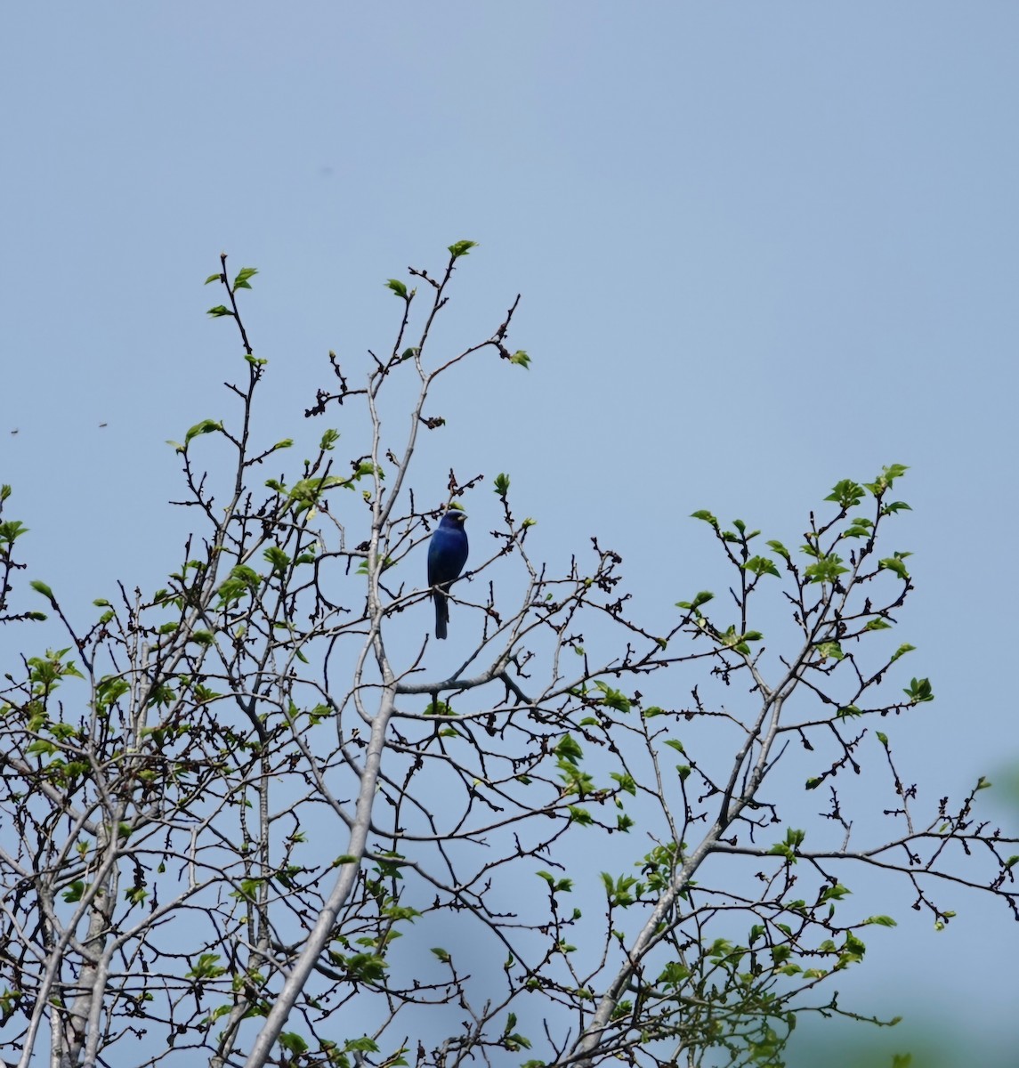 Indigo Bunting - S Rama Chandran