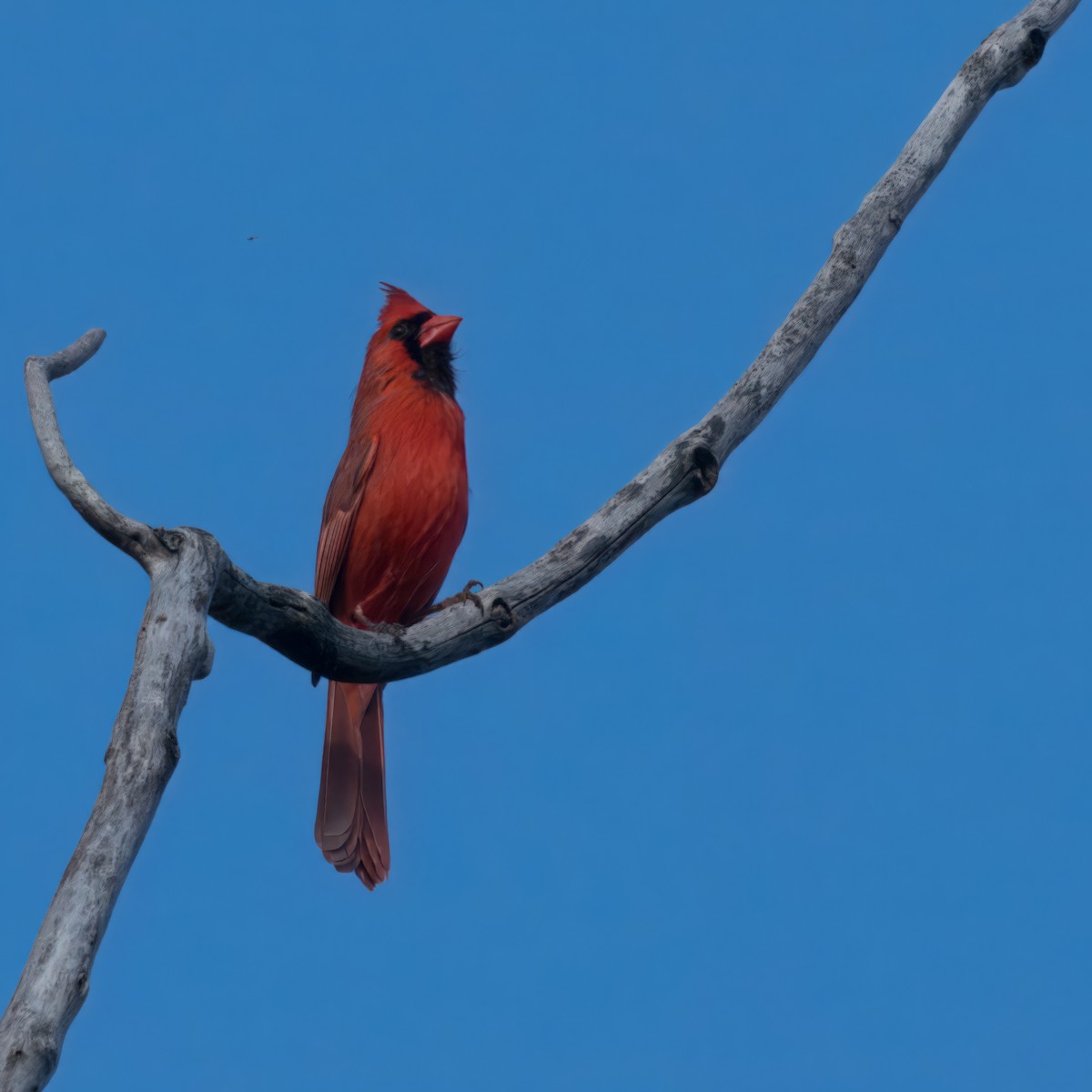 Northern Cardinal - Thomas Burns