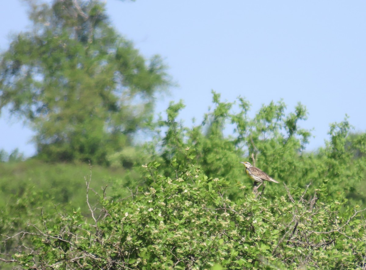 Eastern Meadowlark - David Parratt