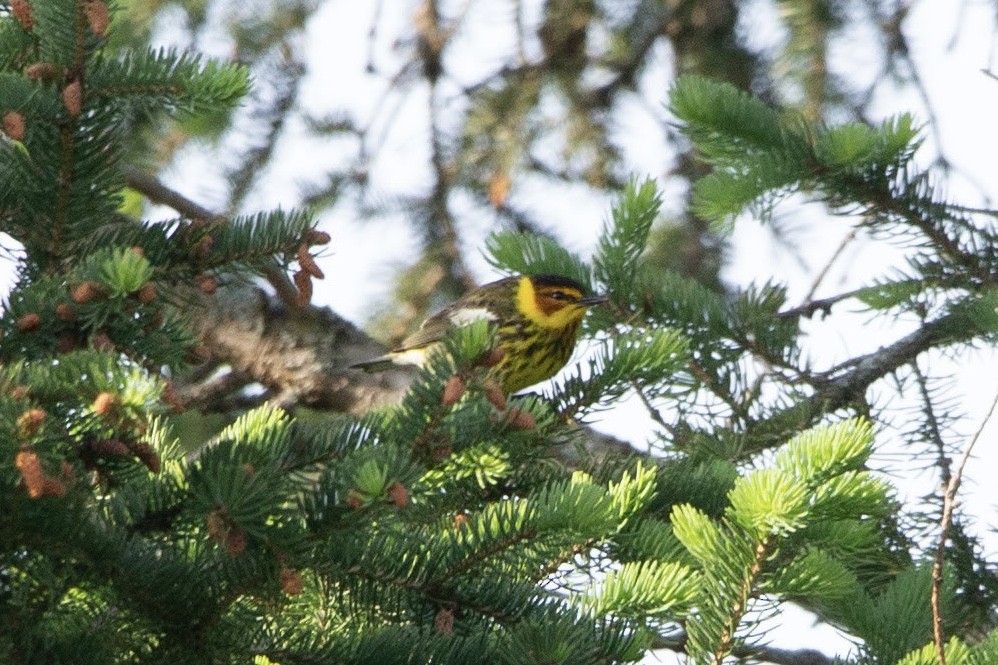 Cape May Warbler - Natalie Queally