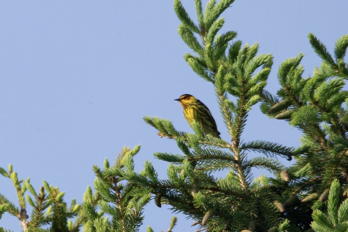 Cape May Warbler - Natalie Queally