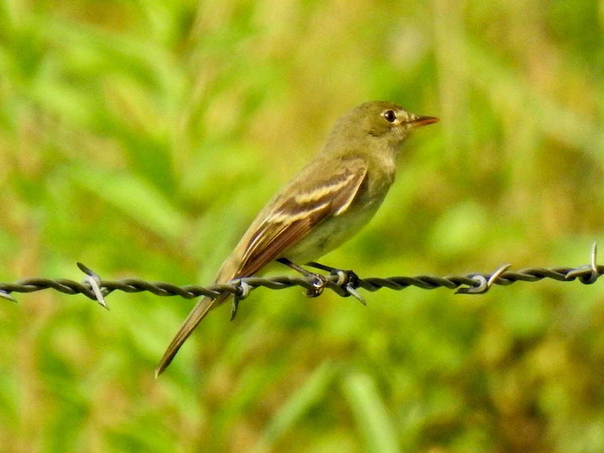 Alder Flycatcher - Randy James