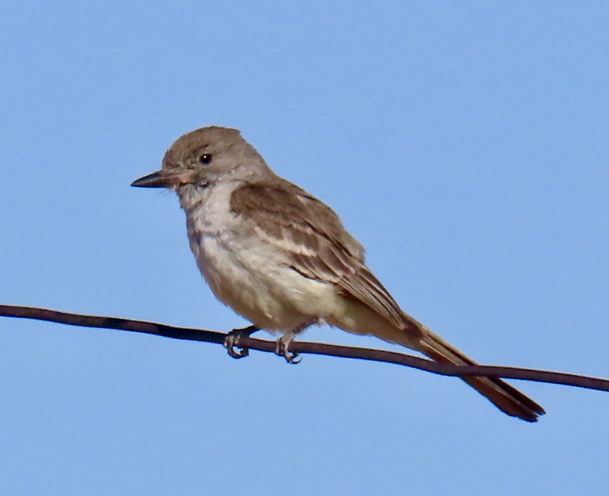 Ash-throated Flycatcher - ML619505266