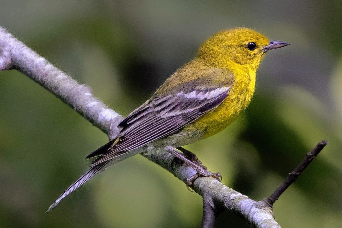 Pine Warbler - Rick Simpson