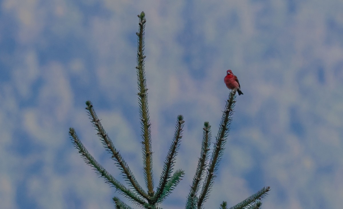 Common Rosefinch - Peter Crosson