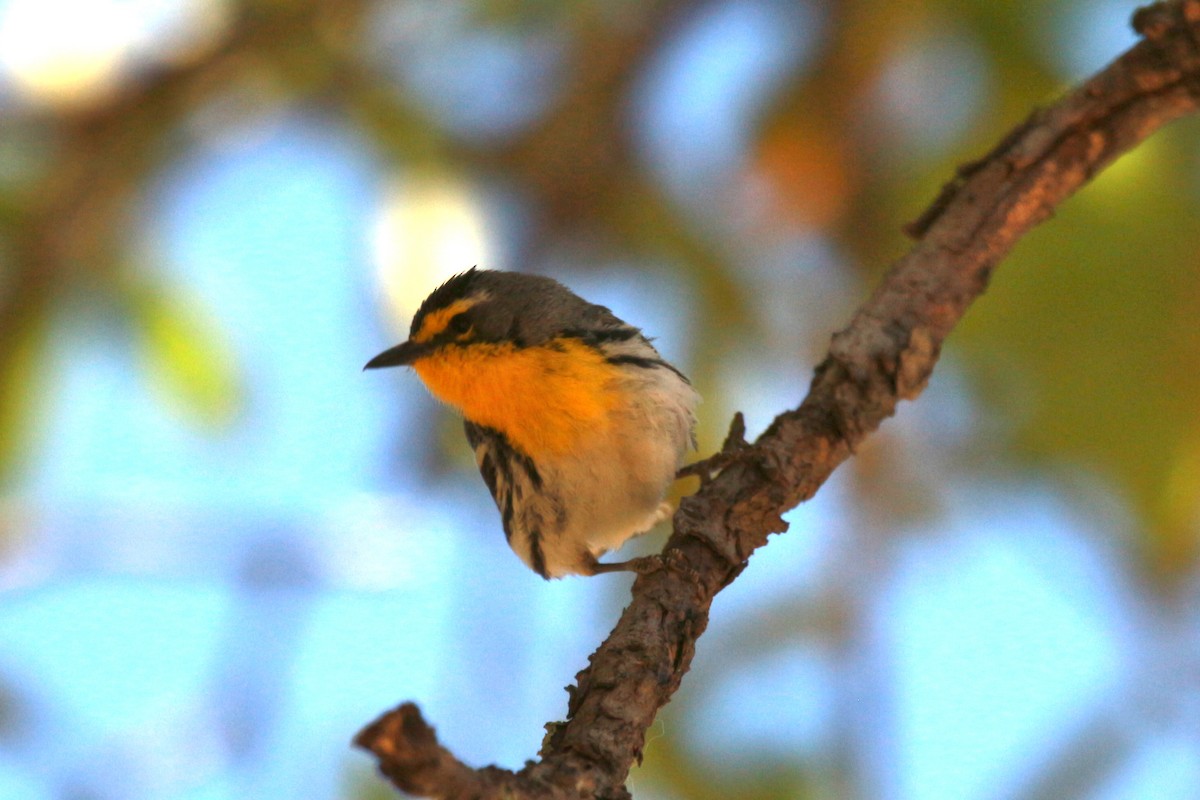 Grace's Warbler - ML619505274