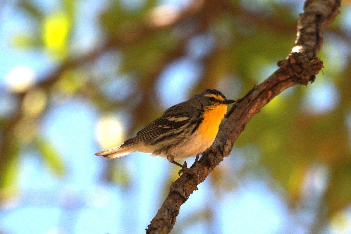 Grace's Warbler - ML619505275