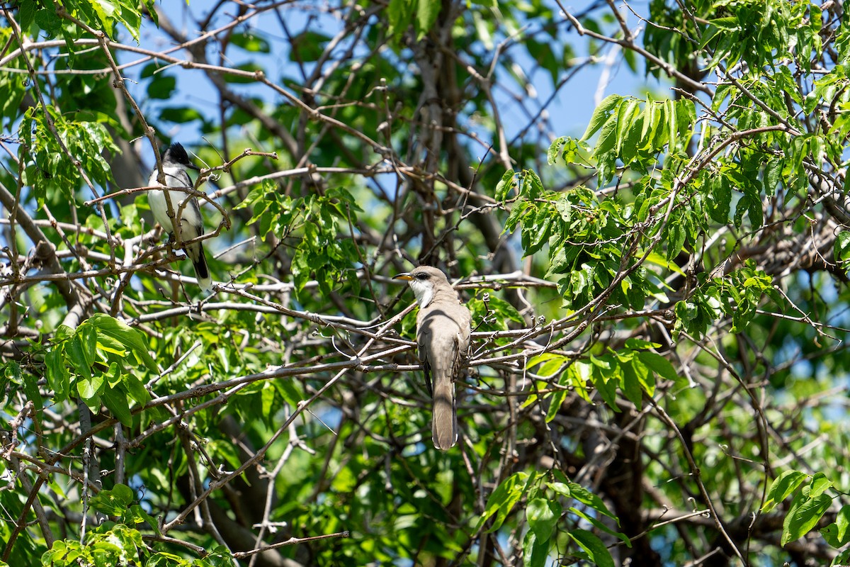 Yellow-billed Cuckoo - ML619505280