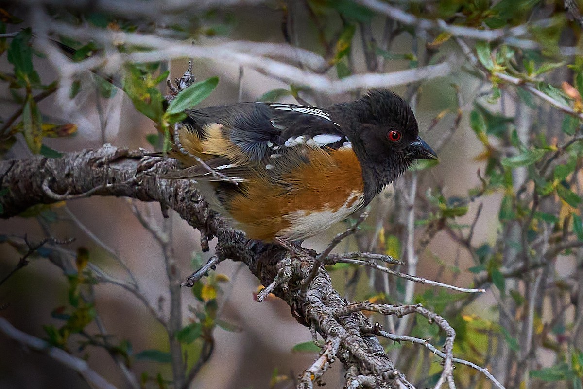 Spotted Towhee - ML619505281