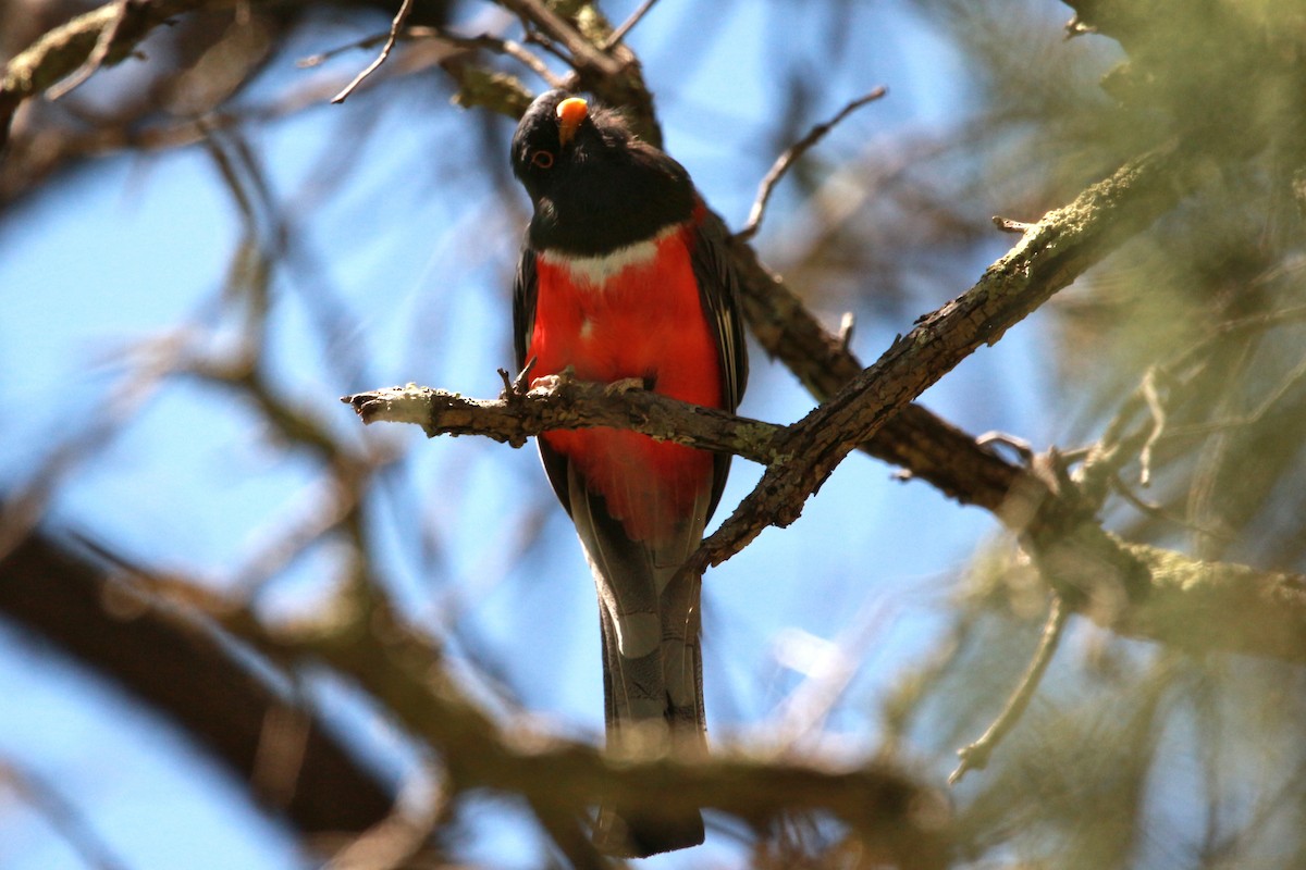 Elegant Trogon - Jesse Pline