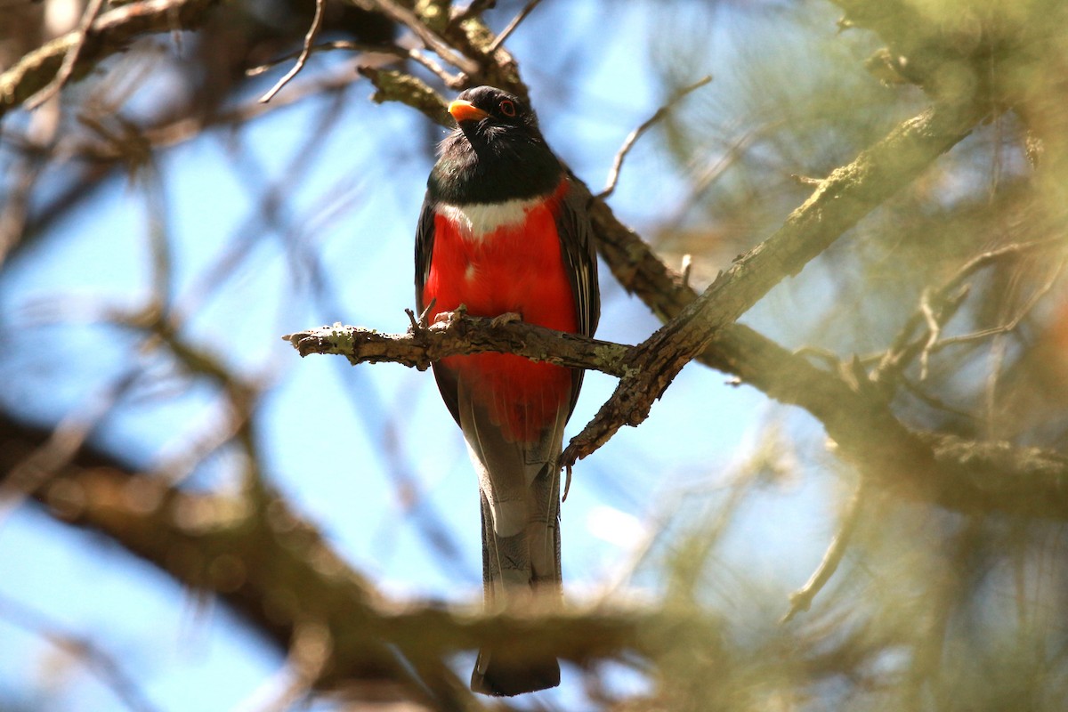 Elegant Trogon - Jesse Pline