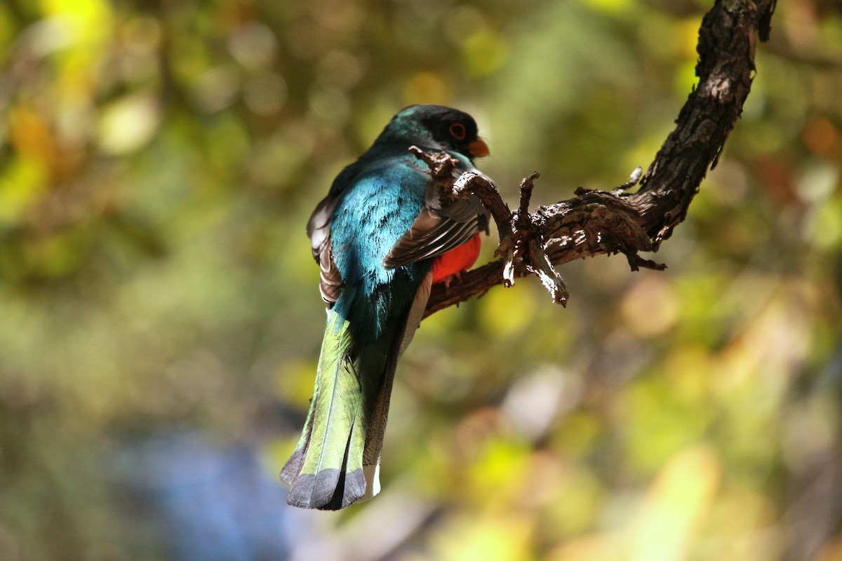 Elegant Trogon - Jesse Pline