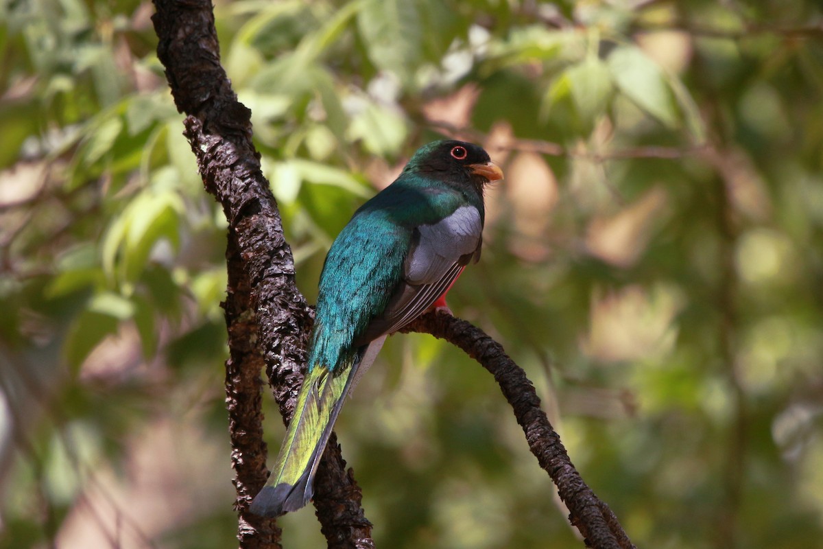 Elegant Trogon - Jesse Pline