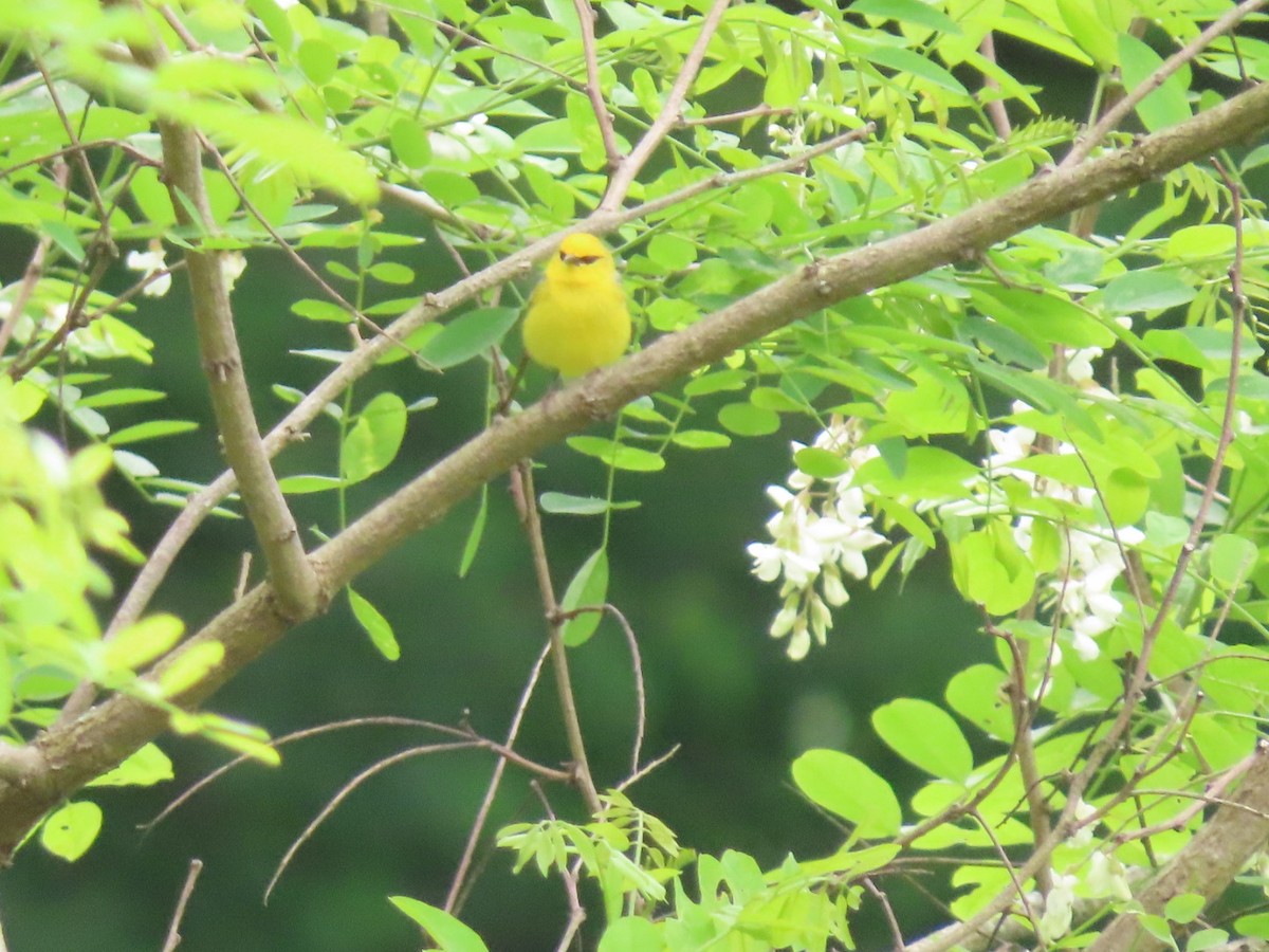 Blue-winged Warbler - Susan Harrison