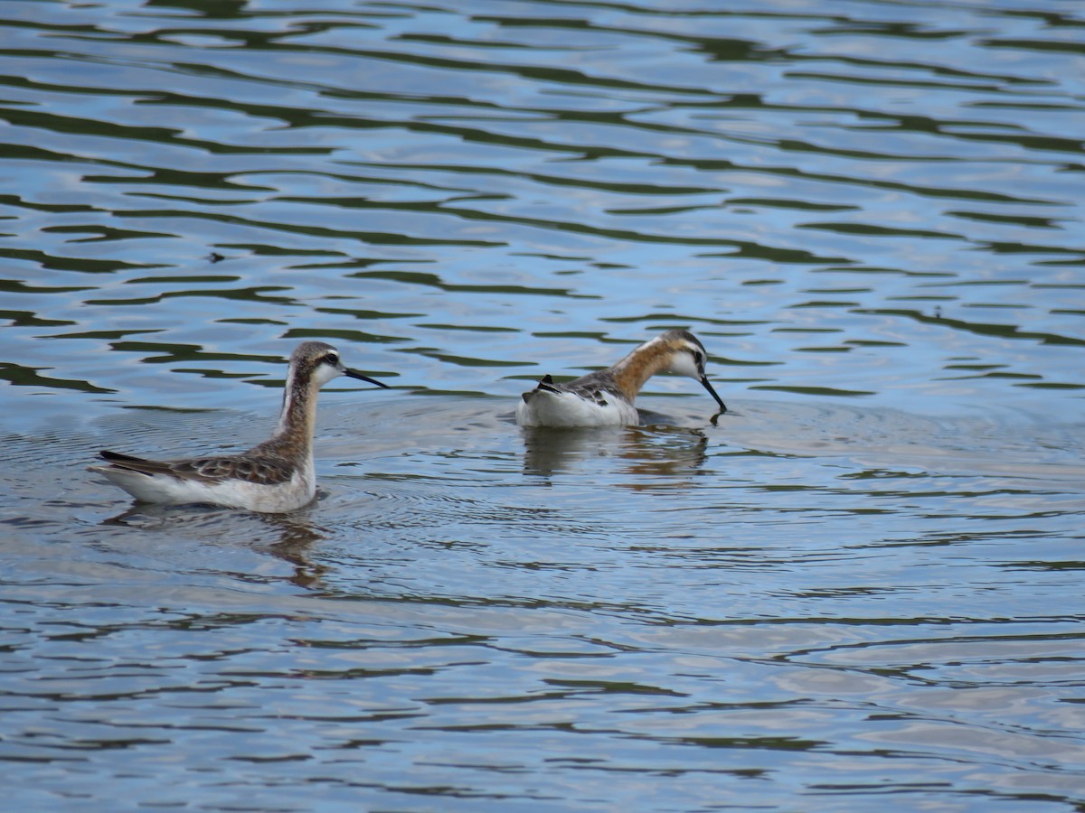 hvithalesvømmesnipe - ML619505295