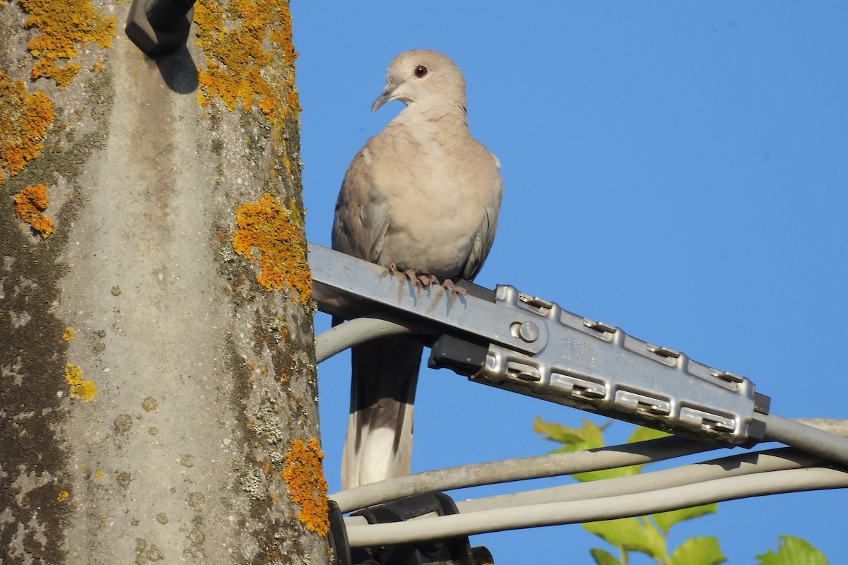 Eurasian Collared-Dove - Nancy Buis