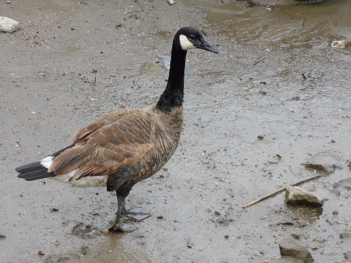 Canada Goose - ML619505297