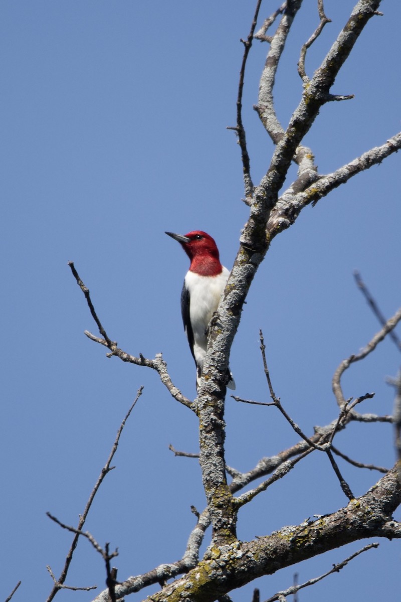 Red-headed Woodpecker - Natalie Queally