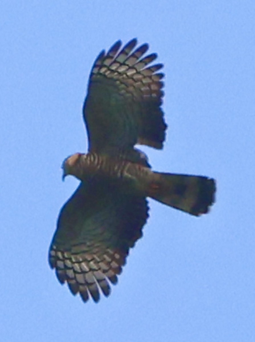 Hook-billed Kite - Debbie Crowley