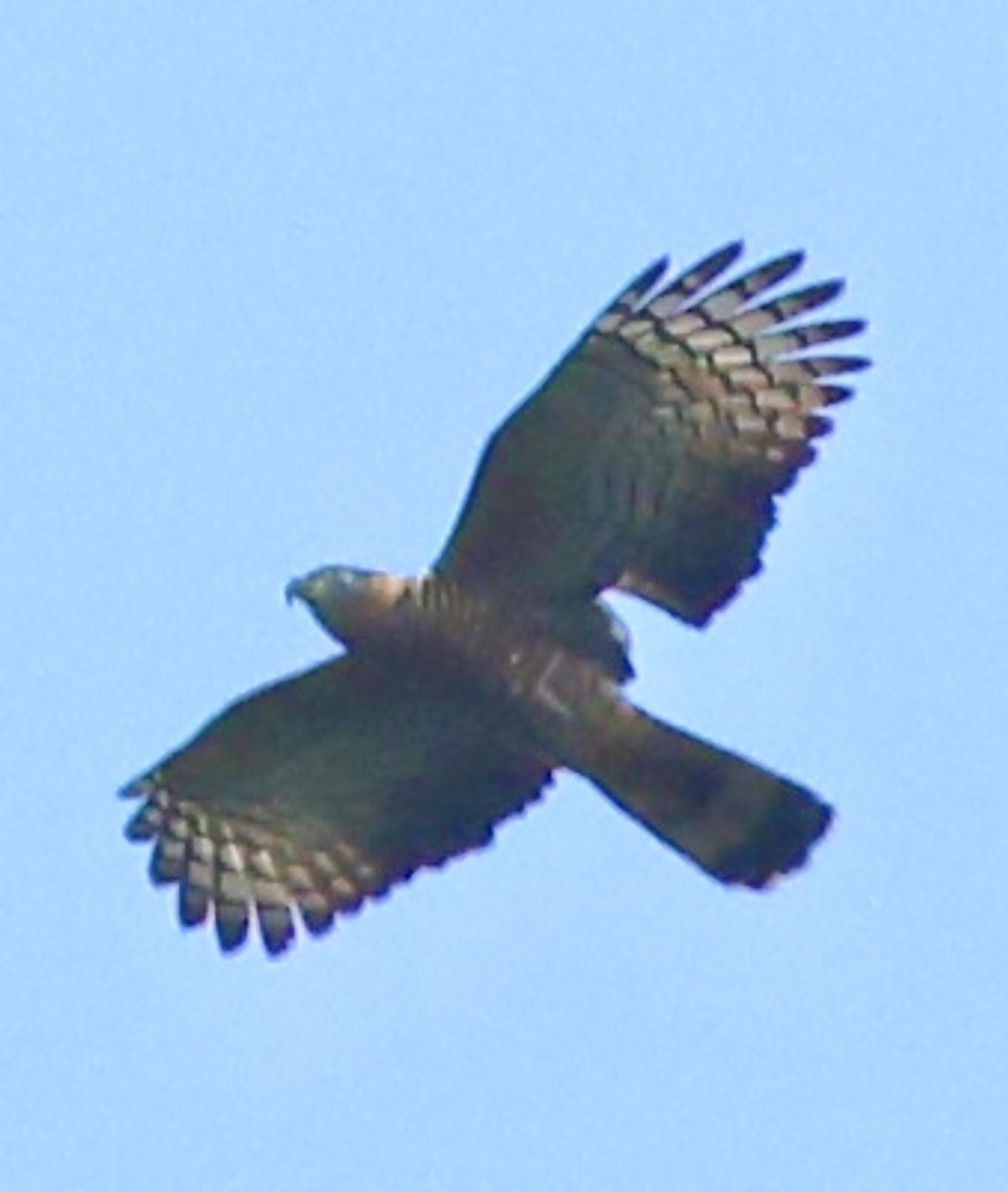 Hook-billed Kite - Debbie Crowley