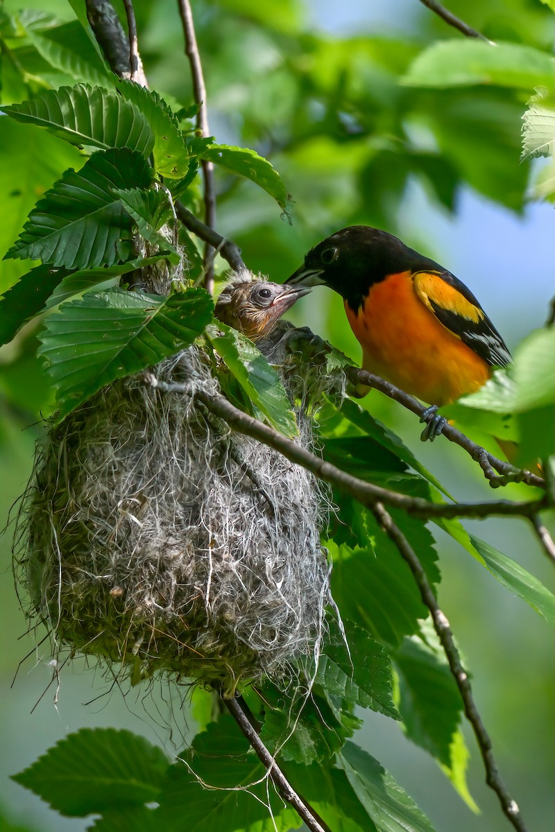 Baltimore Oriole - Nadine Bluemel