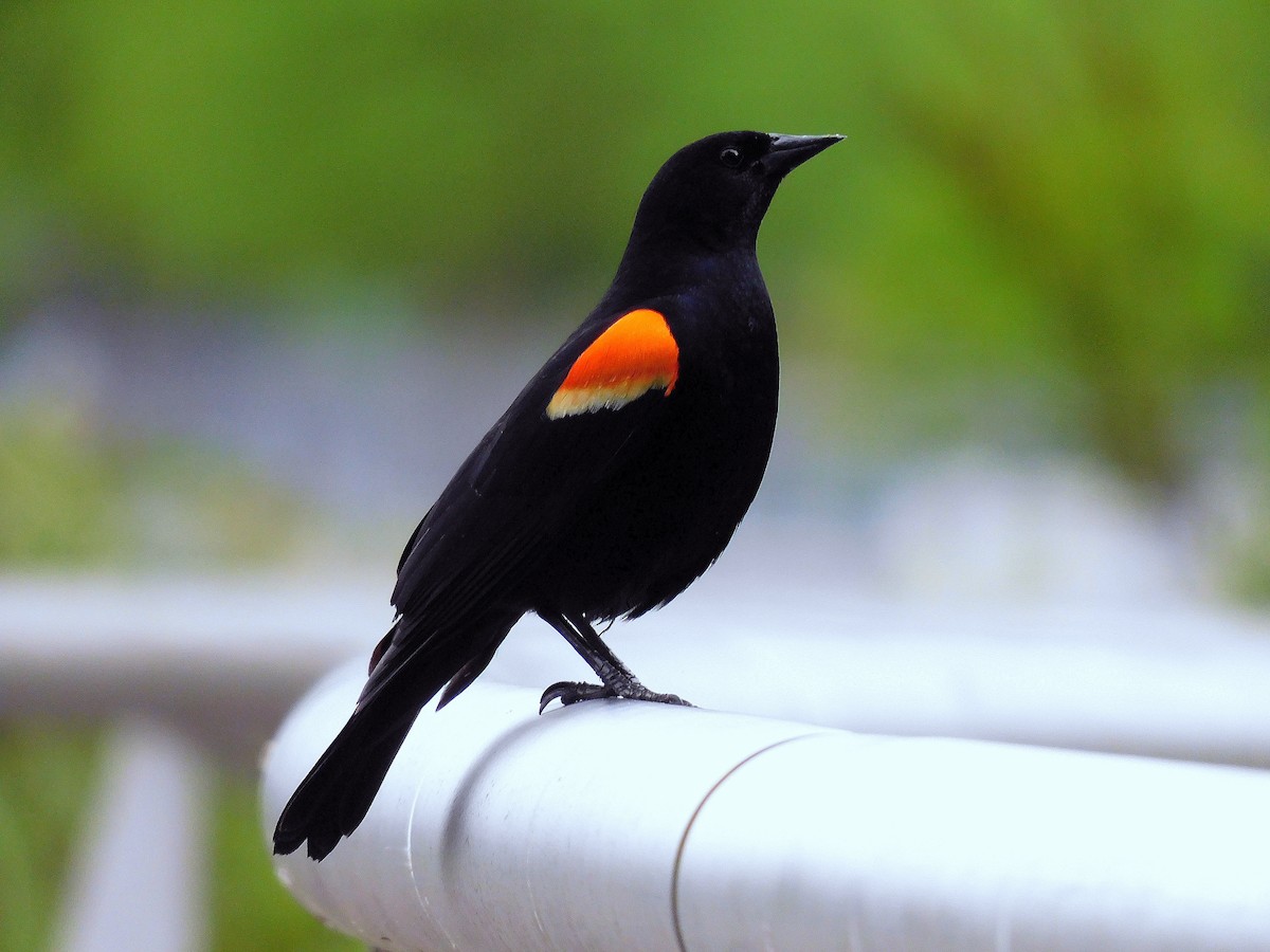 Red-winged Blackbird - Asher Perkins