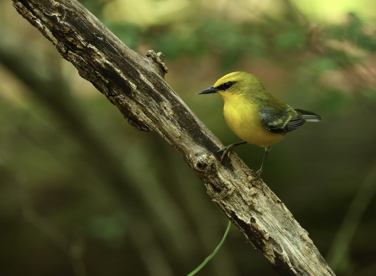 Blue-winged Warbler - Grace Simms  🐦‍⬛